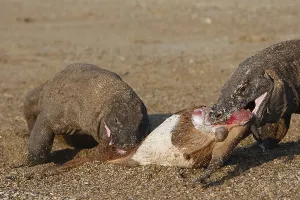 Ferocity: Komodo Dragons sharing a goat carcass Rinca Indonesia