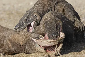 Ferocity: Komodo Dragons sharing a goat carcass Rinca Indonesia