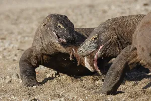Ferocity: Komodo Dragons sharing a goat carcass Rinca Indonesia