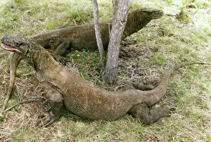 Dragons: Komodo Dragons (Varanus komodoensis)