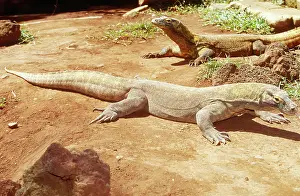 Dragons: Komodo Dragons (Varanus komodoensis)