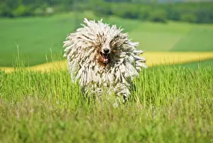 Guardian: Komondor, Hungarian livestock guardian dog, running