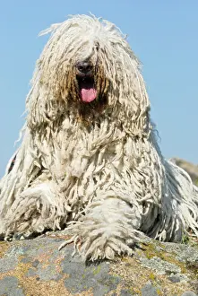 Lays: Komondor, Hungarian shepherd dog, lying on rocks