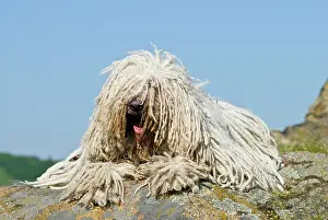 Lays: Komondor, Hungarian shepherd dog, lying on rocks