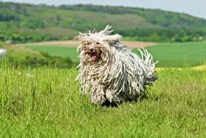 Komondor: Komondor, Hungarian shepherd dog, running across