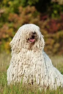 Komondor: Komondor, Hungarian shepherd dog, sitting on a meadow