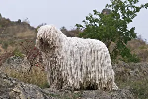 Komondor: Komondor, Hungarian shepherd dog, standing on a