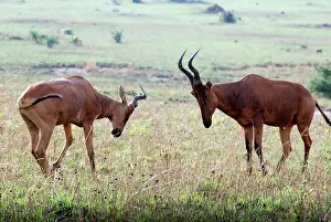 Hartebeest: Kongoni / Coke's Hartebeeste - sparring males