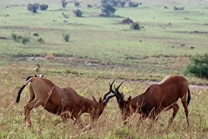 Hartebeest: Kongoni / Coke's Hartebeeste - sparring males