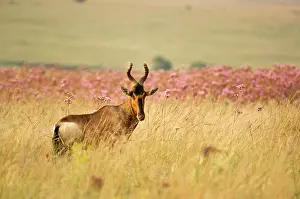 Hartebeest: Kongoni / Red Hartebeest