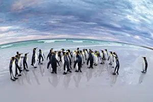Aptenodytes: Konigspinguine (Aptenodytes patagonicus) am Strand