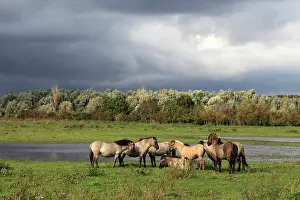 Oostvaardersplassen: Konik