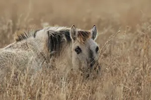 Konik: Horse