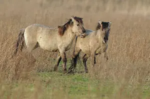 Konik: Horse