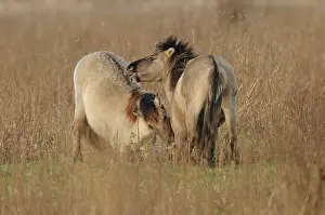 Konik: Horse