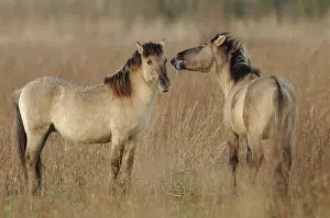Konik: Horse