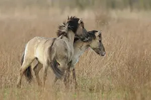 Konik: Horse