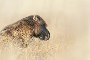 Konik: Horse
