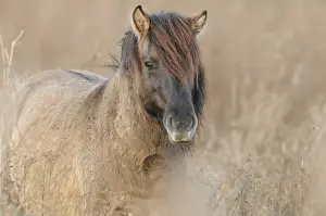 Konik: Horse