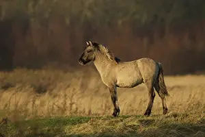 Lentevreugd: Horse
