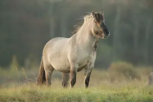Lentevreugd: Horse