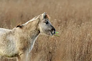 Oostvaardersplassen: Horse