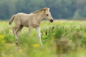 Konik: Horse
