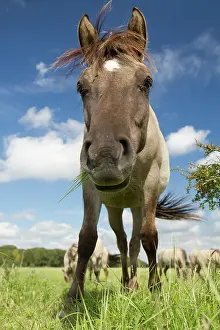 Gazing: Horse