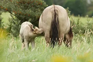 Suckle: Horse