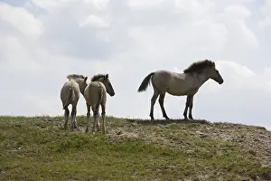 Foals: Konik horse with her foal Netherlands