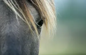 Konik: Konik horse - Oostvaardersplassen