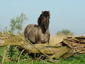 Konik: Konik Horse-stallion, Holland, Oostvaderplassen