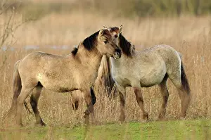Oostvaardersplassen: Horse
