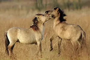 Oostvaardersplassen: Horse