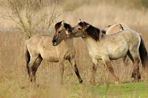 Oostvaardersplassen: Horse