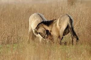 Oostvaardersplassen: Horse