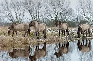 Konik: Konik, Konik horse, Konik pony (Equus caballus gemelli)