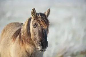 Konik: Konik, Konik horse, Konik pony (Equus caballus gemelli)
