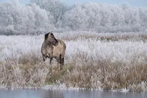 Warmblood: Konik, Konik horse, Konik pony (Equus caballus gemelli)