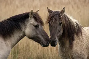 Konik: Konik Ponies - Two together