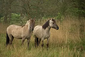 Konik: Konik Ponies