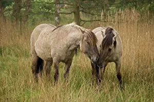 Konik: Konik Ponies