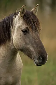 Konik: Konik Ponies
