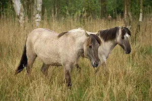 Konik: Konik Ponies
