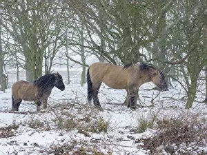 Konik: Konik ponies in snow - Norfolk UK