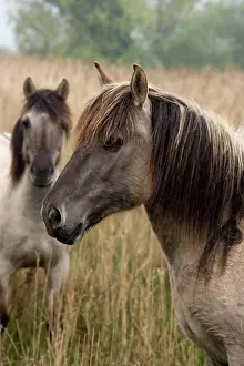 Konik: Konik Pony - two