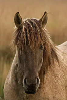 Konik: Konik Pony