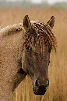 Konik: Konik Pony
