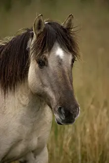 Konik: Konik Pony