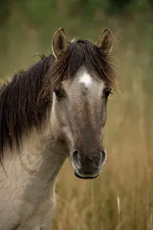 Konik: Konik Pony